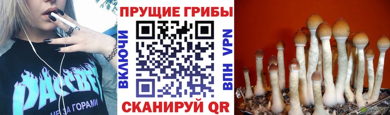 Псилоцибиновые грибы мухоморы Карабулак